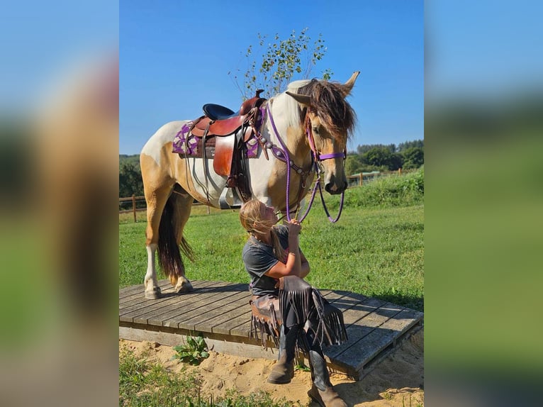 Pinto Horse Giumenta 6 Anni 154 cm Pezzato in Linkenbach