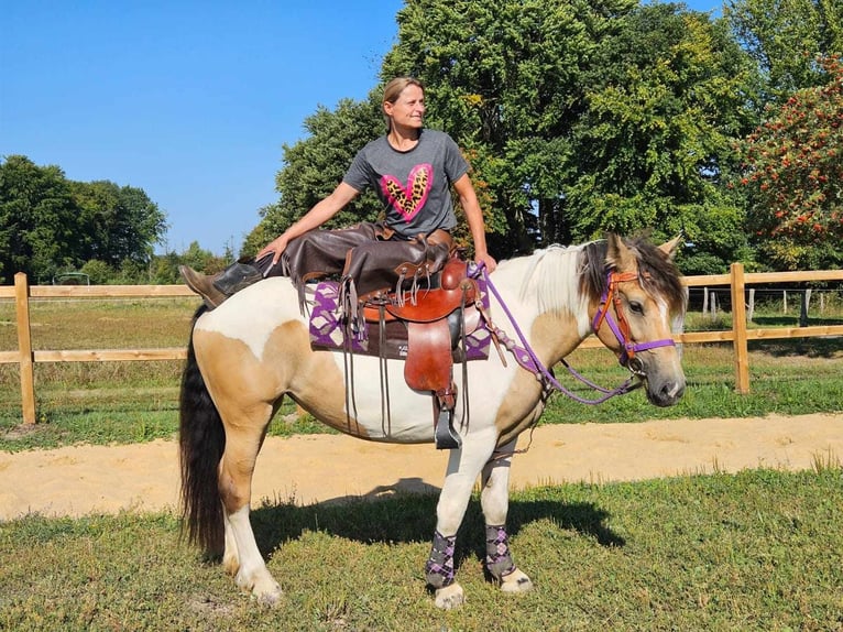 Pinto Horse Giumenta 6 Anni 154 cm Pezzato in Linkenbach