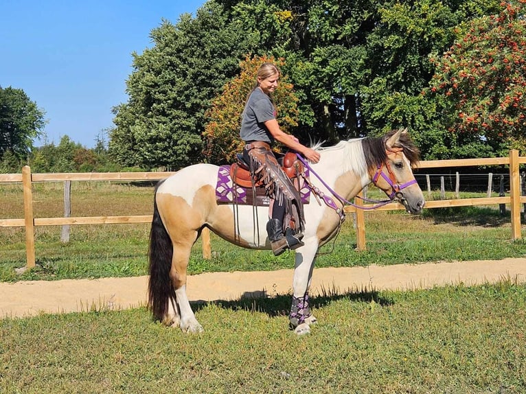 Pinto Horse Giumenta 6 Anni 154 cm Pezzato in Linkenbach