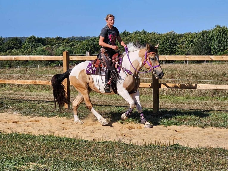 Pinto Horse Giumenta 6 Anni 154 cm Pezzato in Linkenbach