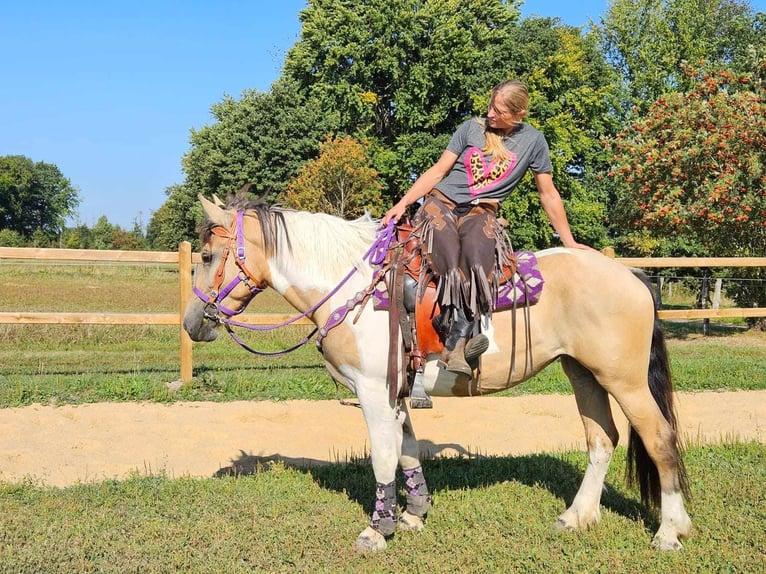 Pinto Horse Giumenta 6 Anni 154 cm Pezzato in Linkenbach