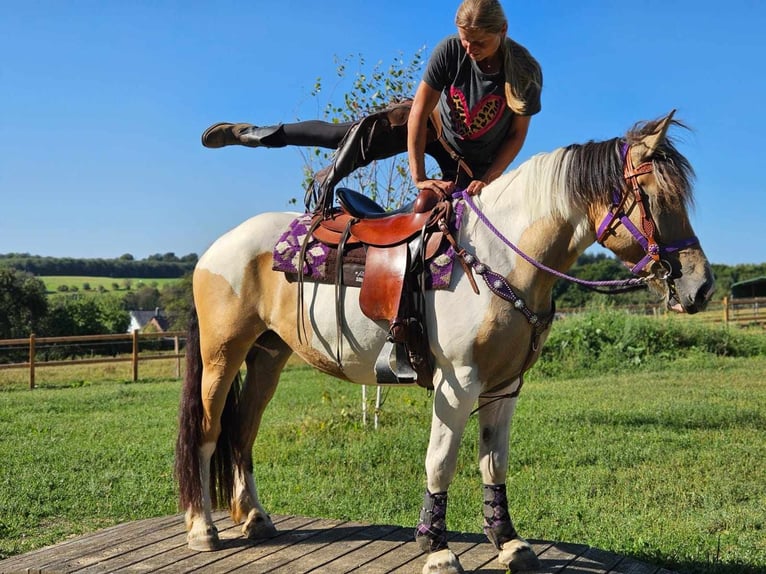 Pinto Horse Giumenta 6 Anni 154 cm Pezzato in Linkenbach