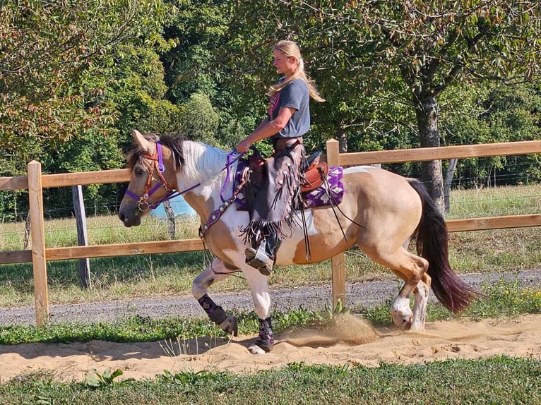 Pinto Horse Giumenta 6 Anni 154 cm Pezzato in Linkenbach