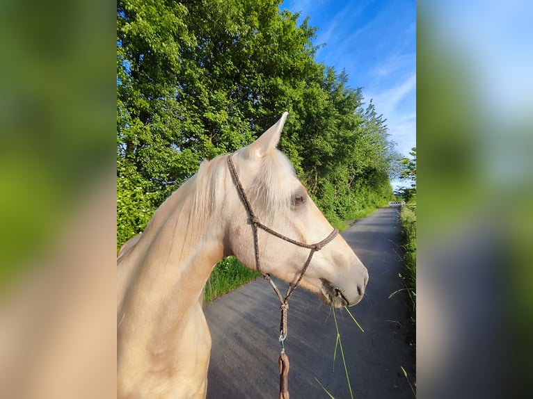 Pinto Horse Giumenta 6 Anni 155 cm Palomino in Dickendorf