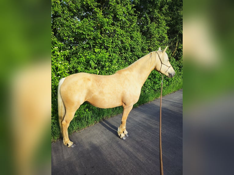 Pinto Horse Giumenta 6 Anni 155 cm Palomino in Dickendorf