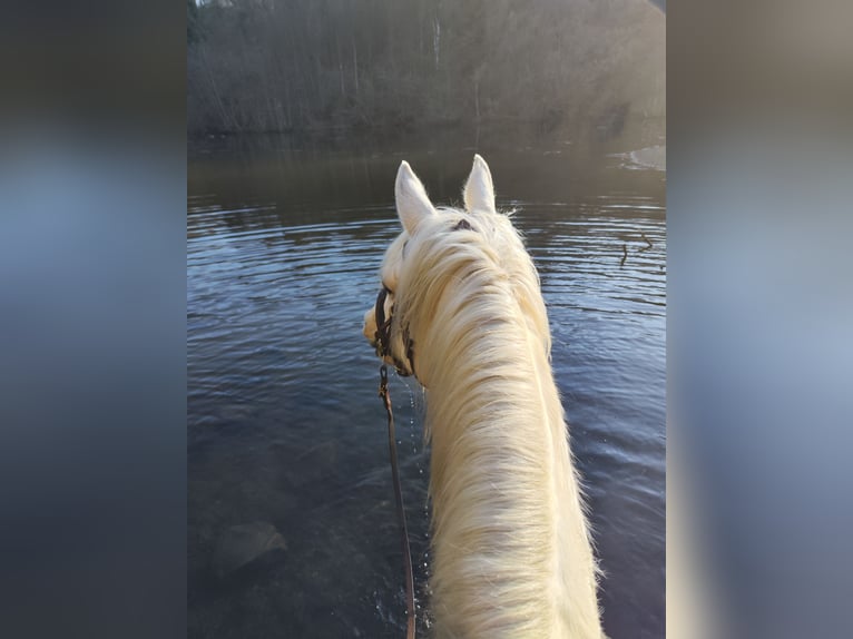 Pinto Horse Giumenta 6 Anni 155 cm Palomino in Dickendorf