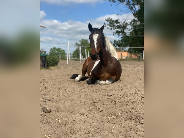 Pinto Horse Giumenta 6 Anni 155 cm Pezzato in Schönwalde