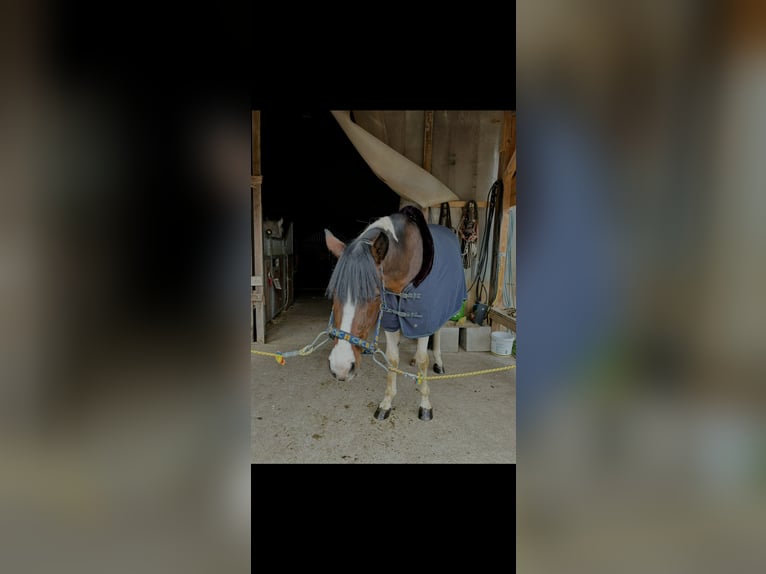 Pinto Horse Giumenta 6 Anni 160 cm Pezzato in Reith bei Seefeld