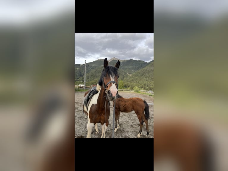 Pinto Horse Giumenta 6 Anni 160 cm Pezzato in Reith bei Seefeld