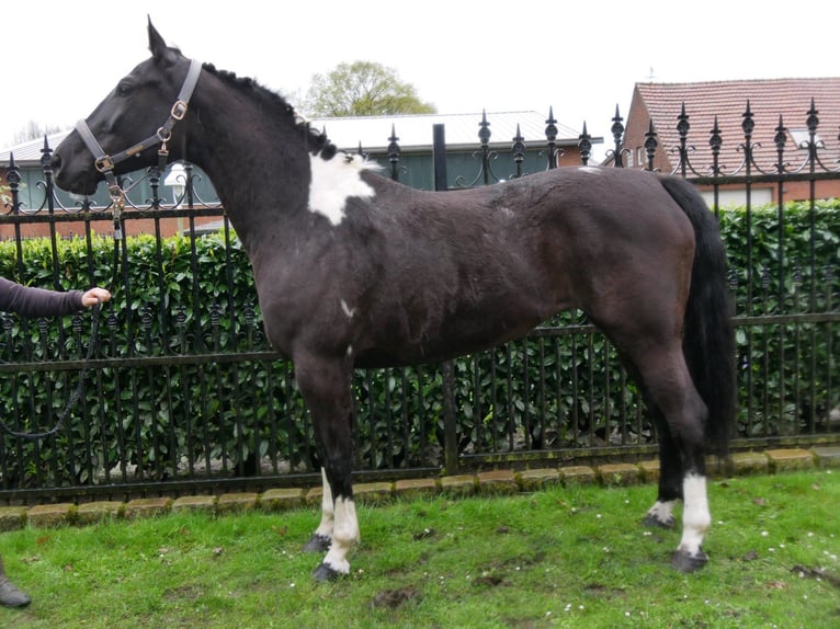 Pinto Horse Giumenta 6 Anni 164 cm in Dorsten
