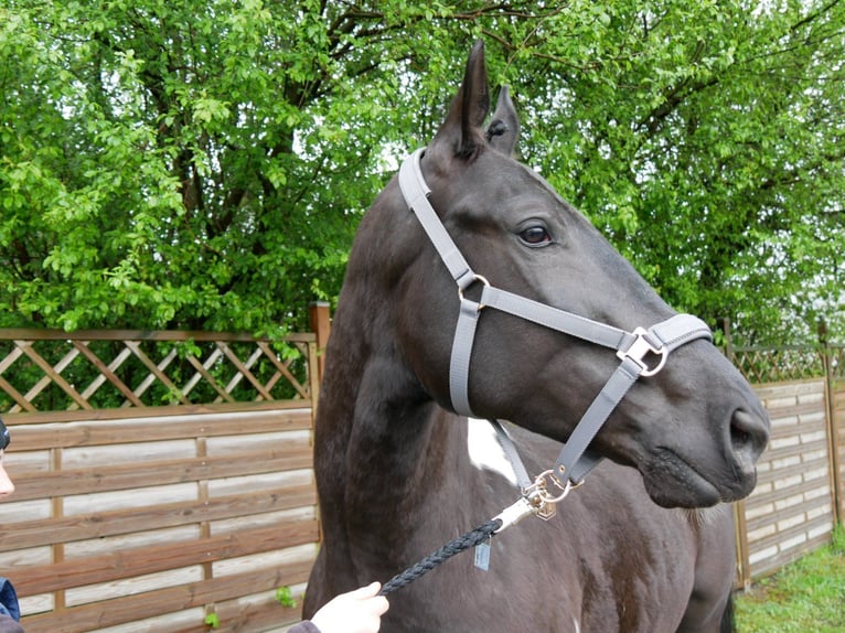 Pinto Horse Giumenta 6 Anni 164 cm in Dorsten