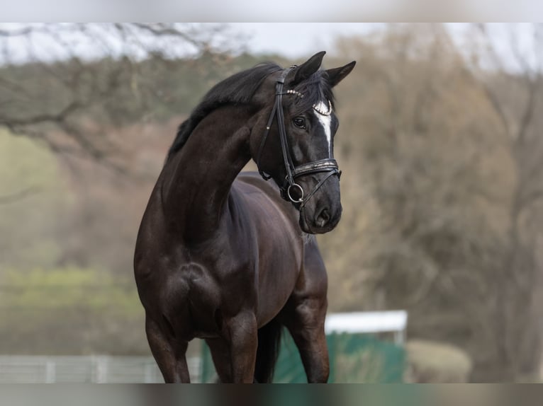 Pinto Horse Giumenta 6 Anni 166 cm Morello in Windhagen