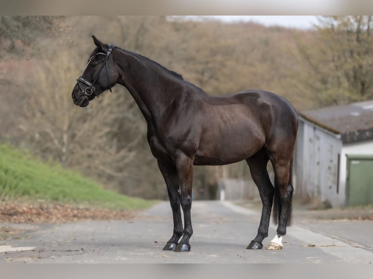 Pinto Horse Giumenta 6 Anni 166 cm Morello in Windhagen