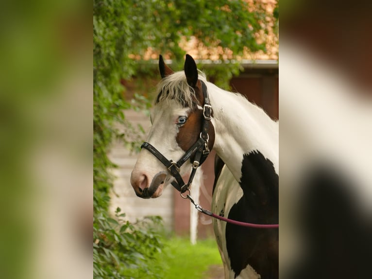 Pinto Horse Giumenta 6 Anni Pezzato in Bad Zwischenahn