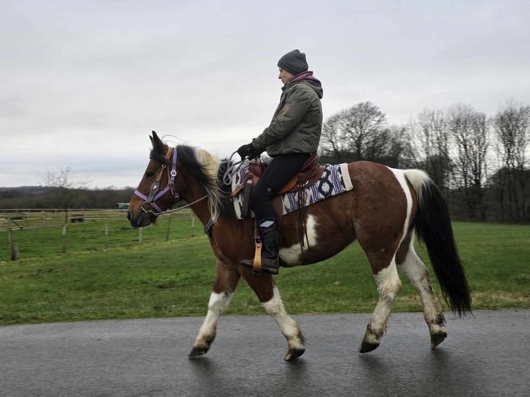 Pinto Horse Mix Giumenta 7 Anni 142 cm Pezzato in Linkenbach