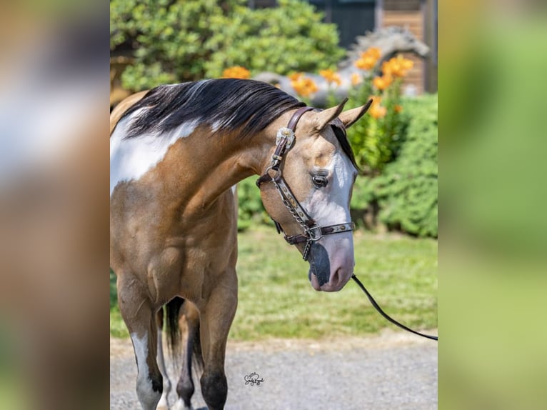 Pinto Horse Giumenta 7 Anni 147 cm in Dover, DE