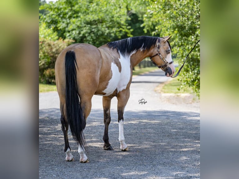 Pinto Horse Giumenta 7 Anni 147 cm in Dover, DE