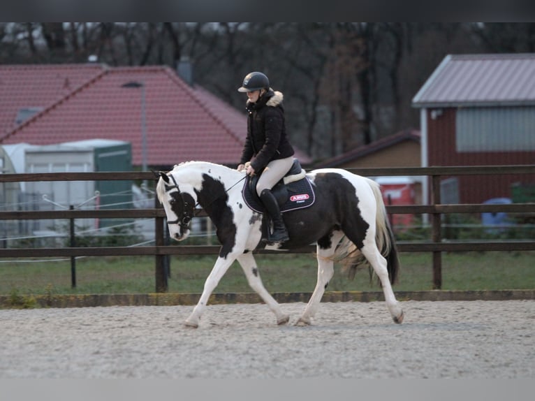 Pinto Horse Mix Giumenta 7 Anni 148 cm Pezzato in Bad Zwischenahn