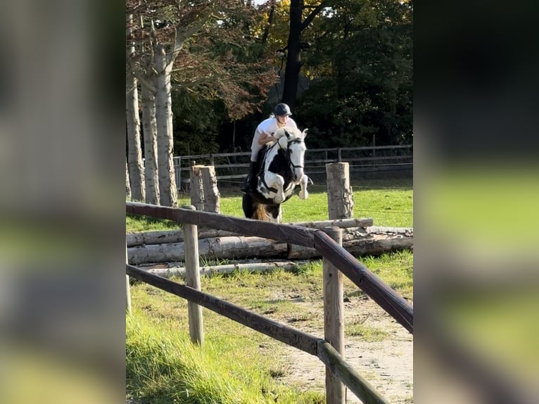 Pinto Horse Mix Giumenta 7 Anni 148 cm Pezzato in Bad Zwischenahn