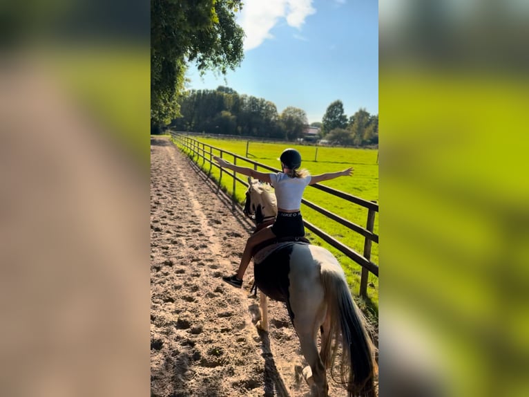 Pinto Horse Mix Giumenta 7 Anni 148 cm Pezzato in Bad Zwischenahn