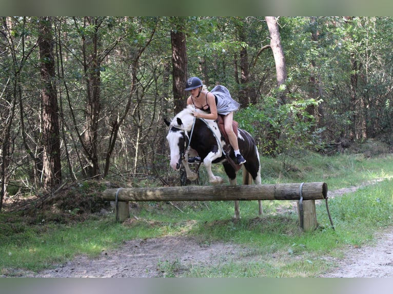 Pinto Horse Mix Giumenta 7 Anni 148 cm Pezzato in Bad Zwischenahn