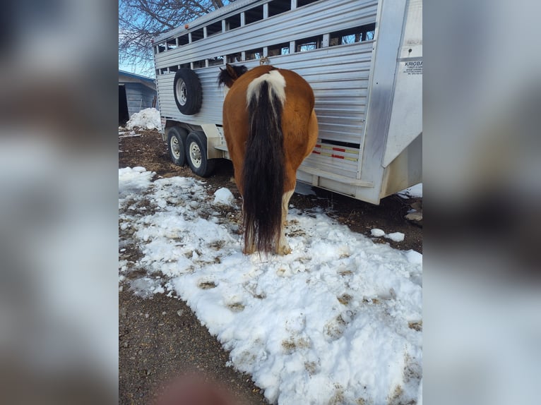 Pinto Horse Giumenta 7 Anni 152 cm Falbo in Waseca, MN