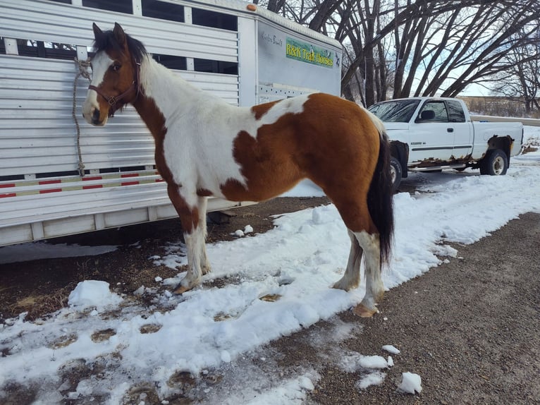 Pinto Horse Giumenta 7 Anni 152 cm Falbo in Waseca, MN