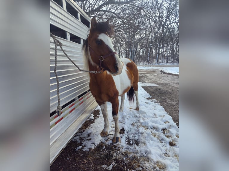 Pinto Horse Giumenta 7 Anni 152 cm Falbo in Waseca, MN