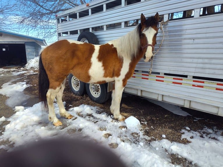 Pinto Horse Giumenta 7 Anni 152 cm Falbo in Waseca, MN