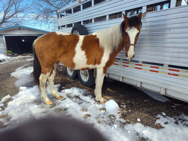 Pinto Horse Giumenta 7 Anni 152 cm Falbo in Waseca, MN