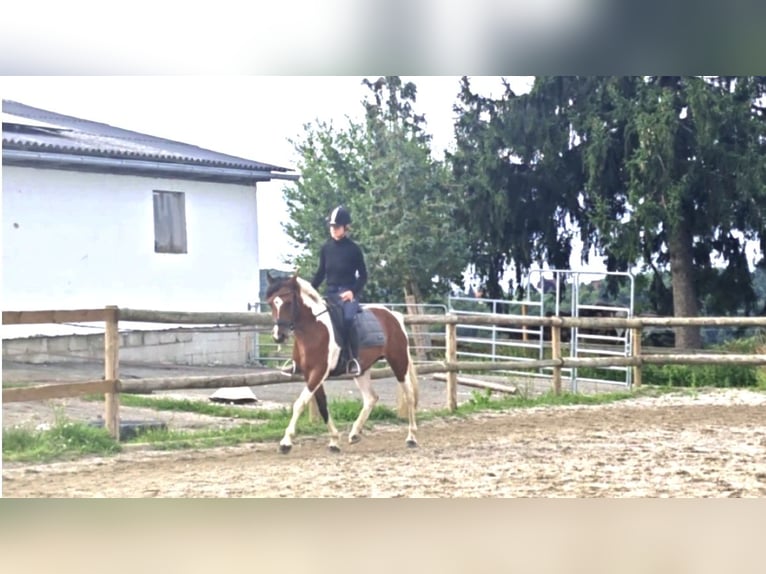 Pinto Horse Giumenta 7 Anni 154 cm in Mittergoggitsch