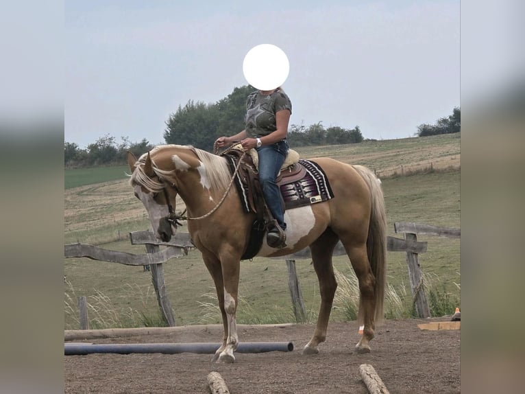 Pinto Horse Giumenta 7 Anni 160 cm Palomino in Nadrin
