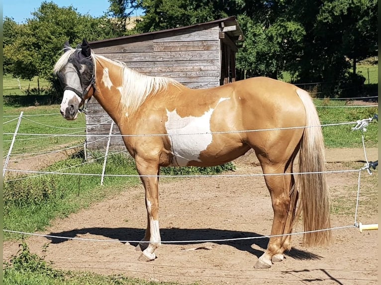 Pinto Horse Giumenta 7 Anni 160 cm Palomino in Nadrin