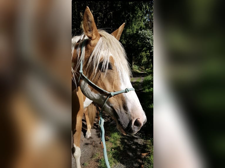 Pinto Horse Giumenta 7 Anni 160 cm Palomino in Nadrin