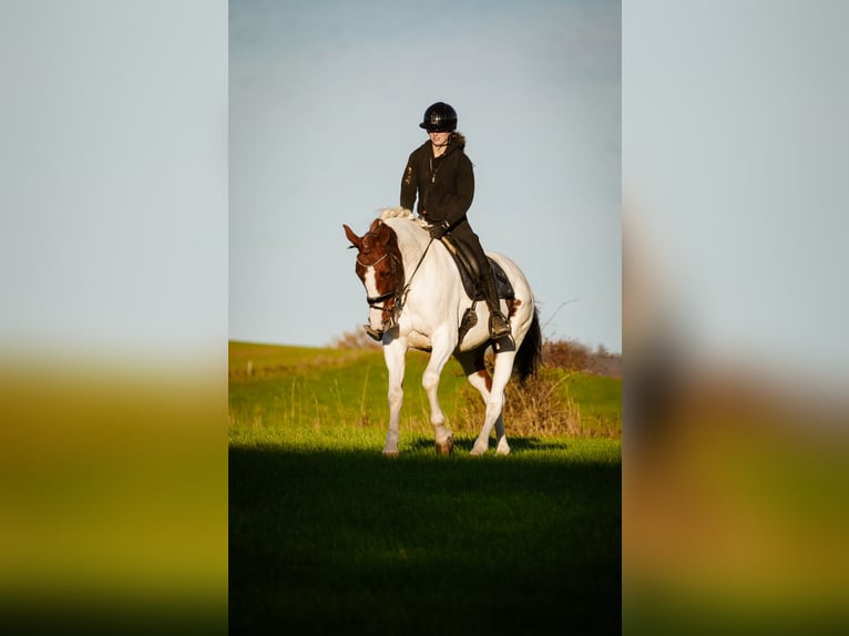 Pinto Horse Giumenta 7 Anni 162 cm Pezzato in Nettersheim