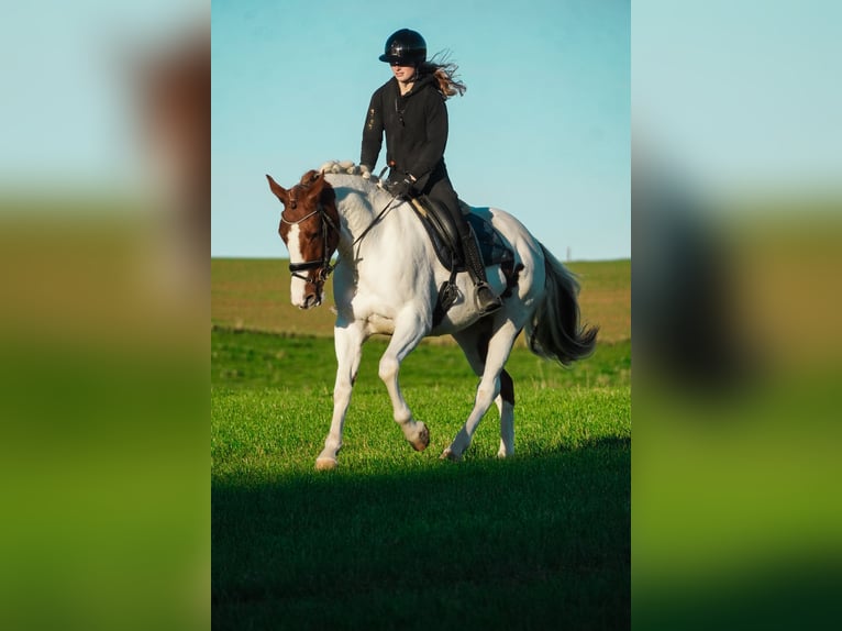 Pinto Horse Giumenta 7 Anni 162 cm Pezzato in Nettersheim