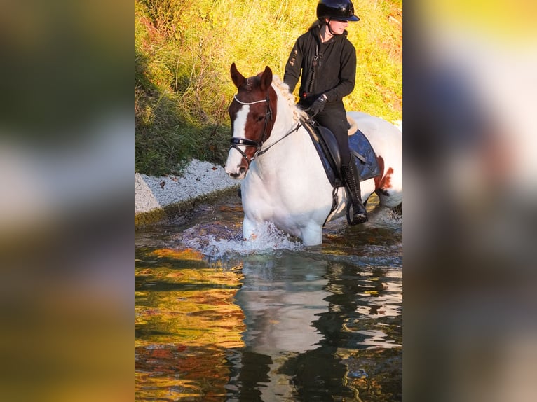 Pinto Horse Giumenta 7 Anni 162 cm Pezzato in Nettersheim