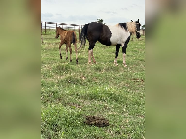 Pinto Horse Giumenta 7 Anni Pezzato in Crescent Pinto Horse Giumenta 7 Anni Pezzato in Crescent