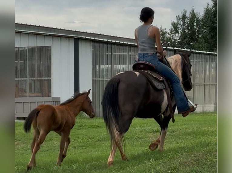 Pinto Horse Giumenta 7 Anni Pezzato in Crescent Pinto Horse Giumenta 7 Anni Pezzato in Crescent