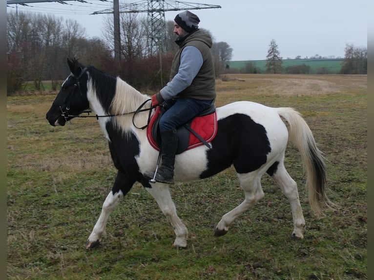 Pinto Horse Mix Giumenta 7 Anni Pezzato in Buttstädt