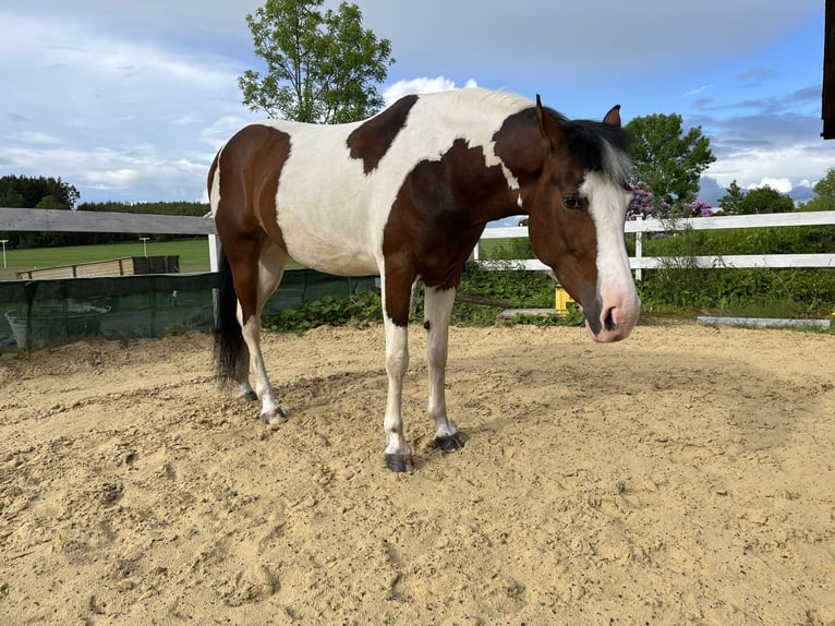 Pinto Horse Mix Giumenta 8 Anni 155 cm Pezzato in HofHof