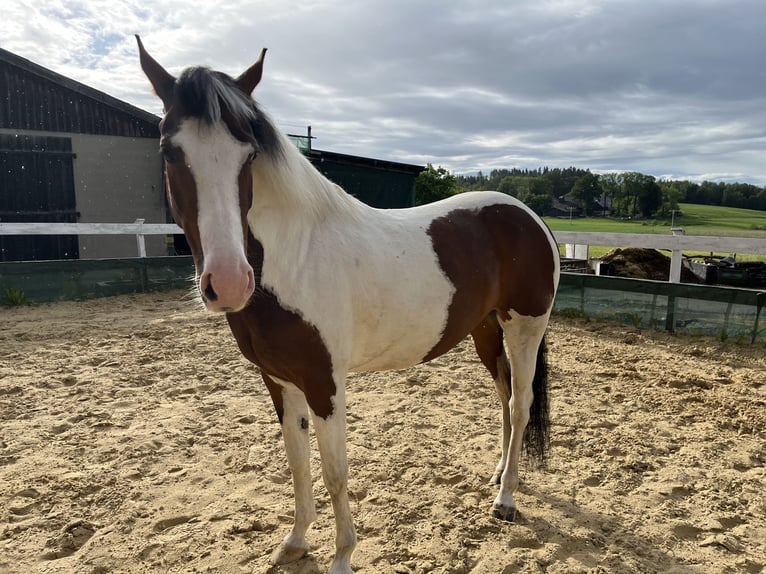 Pinto Horse Mix Giumenta 8 Anni 155 cm Pezzato in HofHof