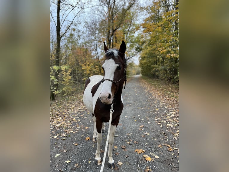 Pinto Horse Mix Giumenta 8 Anni 155 cm Pezzato in HofHof