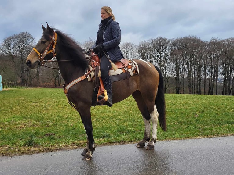 Pinto Horse Giumenta 8 Anni 157 cm Pezzato in Linkenbach