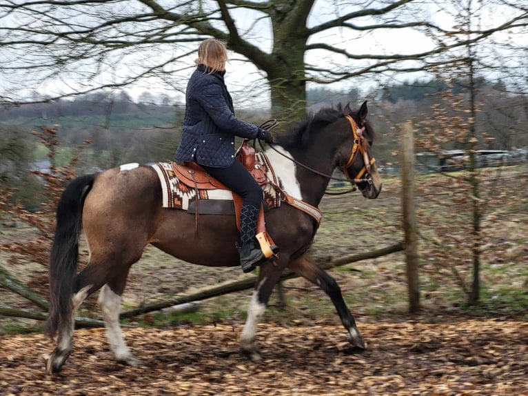 Pinto Horse Giumenta 8 Anni 157 cm Pezzato in Linkenbach