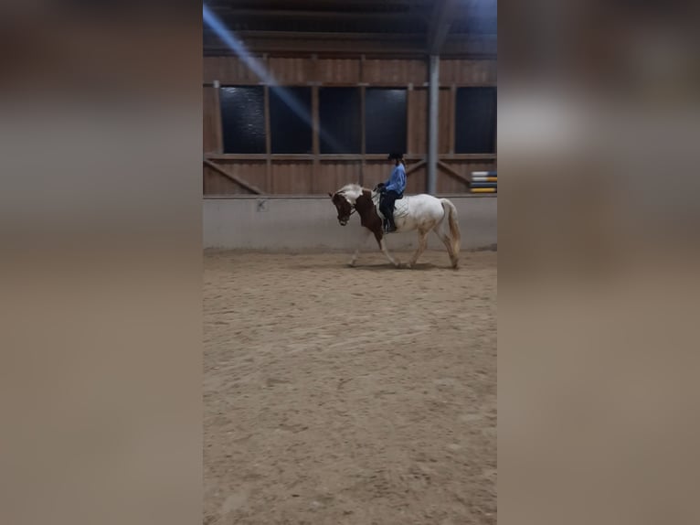 Pinto Horse Mix Giumenta 8 Anni 160 cm Pezzato in Kreut
