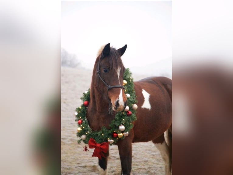 Pinto Horse Mix Giumenta 9 Anni 145 cm Pezzato in Hattgenstein