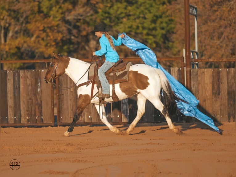 Pinto Horse Giumenta 9 Anni 147 cm Pelle di daino in Weatherford, TX