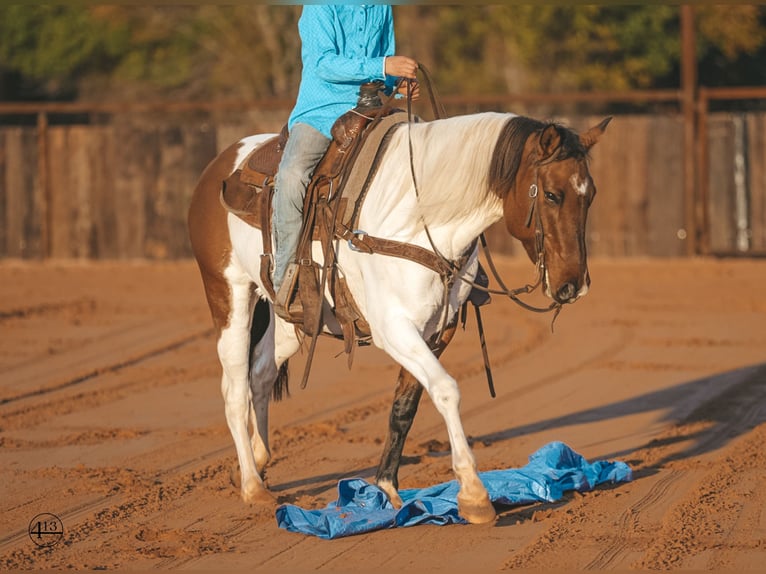 Pinto Horse Giumenta 9 Anni 147 cm Pelle di daino in Weatherford, TX
