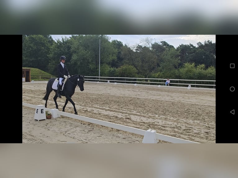 Pinto Horse Giumenta 9 Anni 150 cm Morello in Filsum